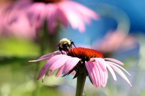 Bee on Flower (small)
