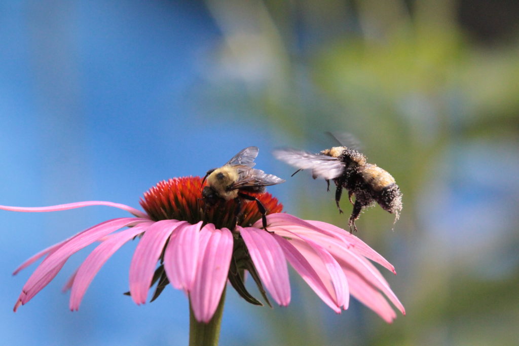 Flying - As good as it gets Bee Pollen Flower In Focus (small)