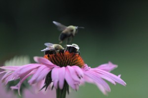 Flying Bee Out of Focus (small)