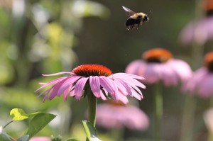 Flying - Bee off flower - Close but not quite (small)