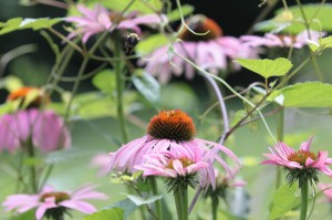 Flying - Good focus Bee Butt (small)