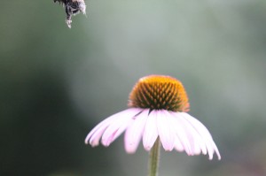 In focus Bee Legs (small)
