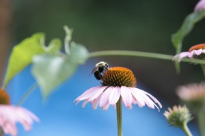 Nice profile bee on flower (small)