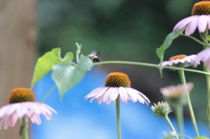 Obscured by vine (small)