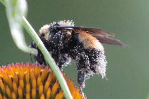 This Bee has some Pollen on it (zoomed)